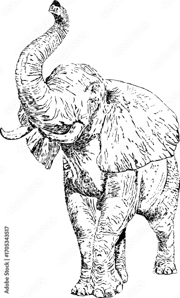 Fototapeta premium Elephant. Black and white illustration. Vector illustration.