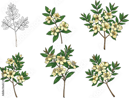 Flowering plant botanical illustration set with green leaves and cream blossoms for nature study, herbal design, decor, and education