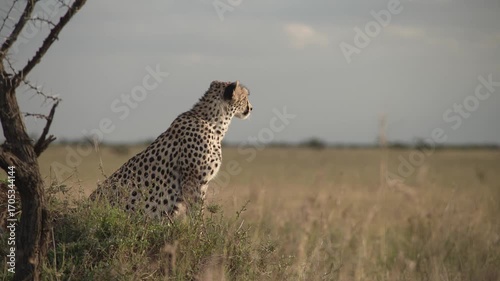 cheetah sitting in the grass