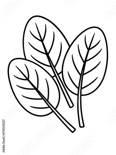 Simple line drawing of fresh spinach leaves on white background