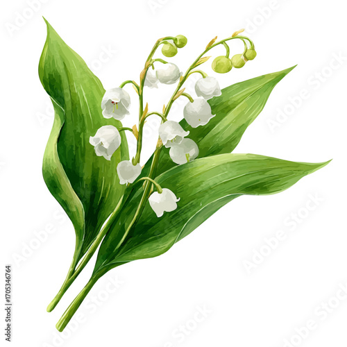 Lily Of The Valley Bouquet, watercolor vector, isolated on a white background.