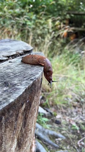 Snail on a tree stump