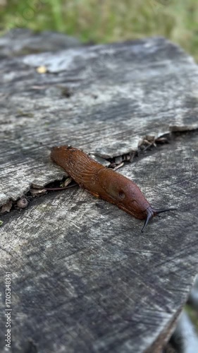 Snail on a tree stump