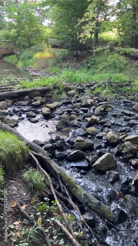 Stream in the forest