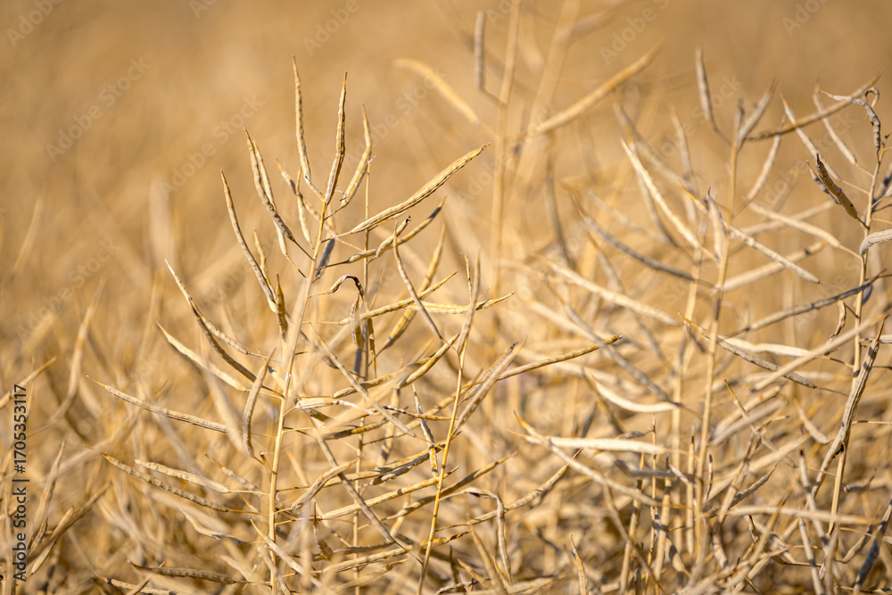 Fototapeta premium Rapeseed field, mature canola pods