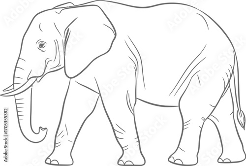 An elephant walking, a majestic creature with its powerful legs and distinctive long trunk