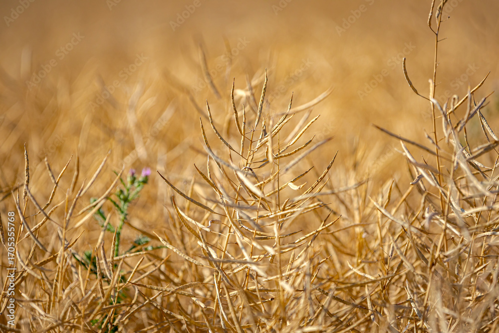 Fototapeta premium Rapeseed field, mature canola pods