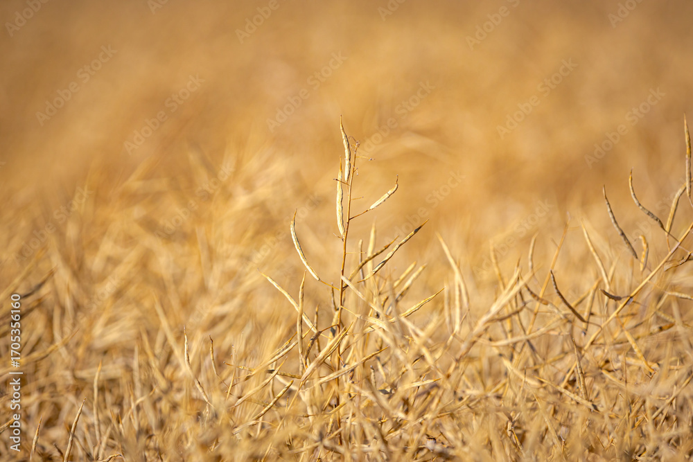Fototapeta premium Rapeseed field, mature canola pods