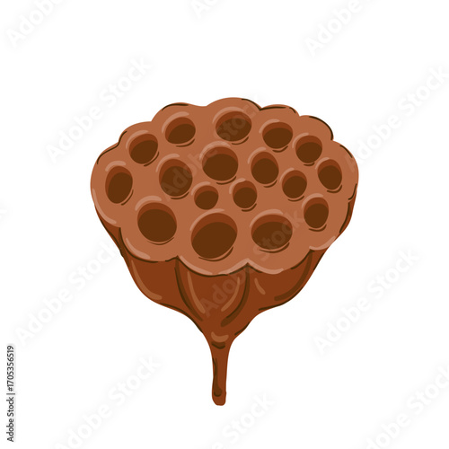 Brown Dried lotus pod, dehydrated lotus fruit, seed head. water lily die For cosmetic, ayurveda