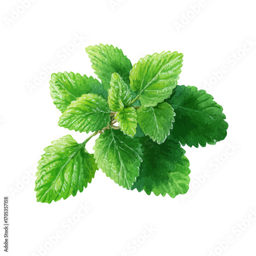 watercolor vector of Lemon Balm, isolated on a white background.