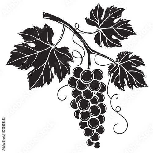 grapes vector illustration