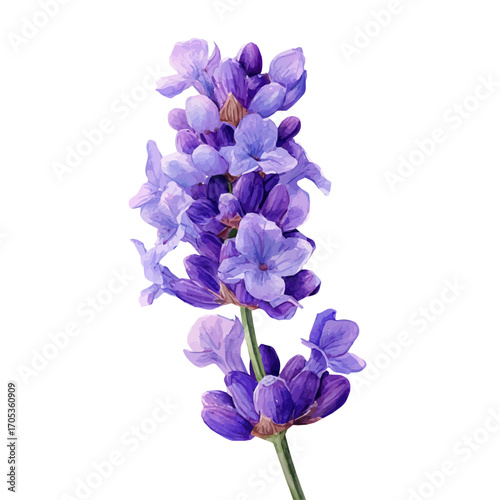Lavender Flower, watercolor drawing vector, isolated on a white background.