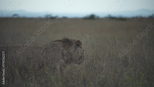 lion in the savannah