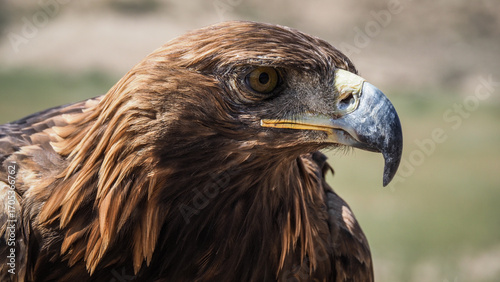 The eagle seen in Bokonbaevo, Kyrgyzstan