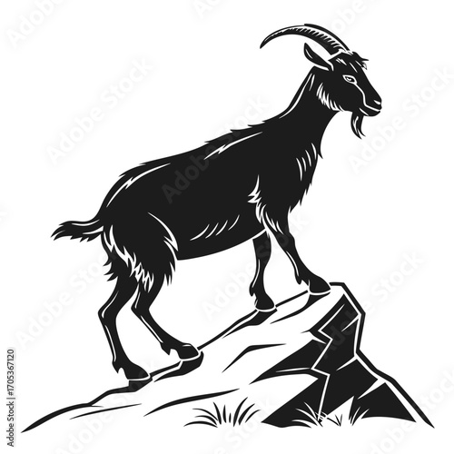 black and white goat