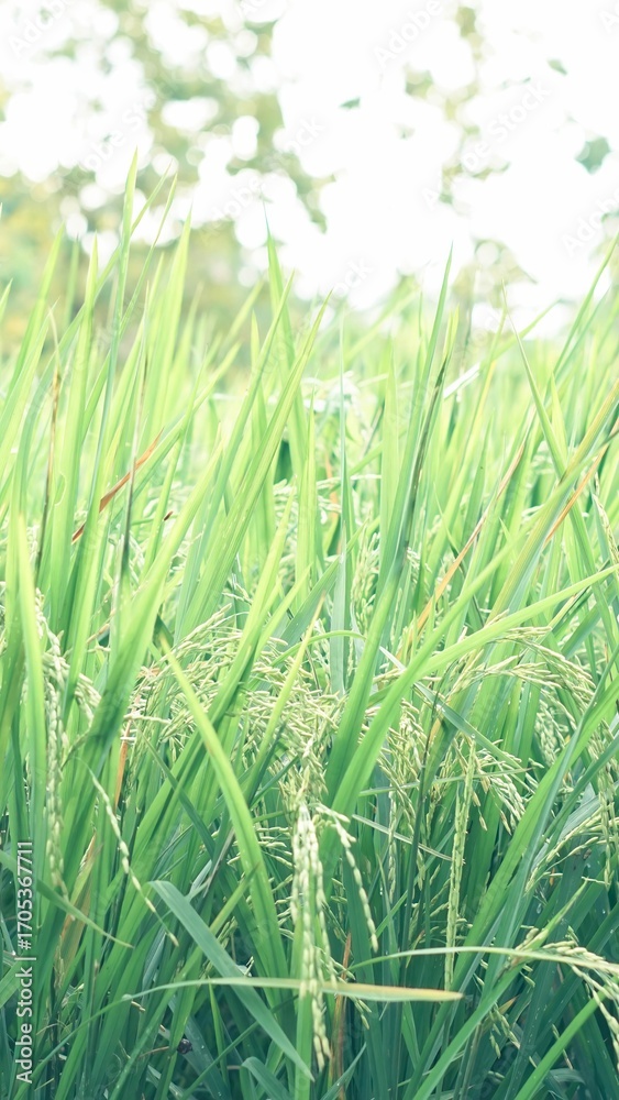 Naklejka premium Asian Rice Field Wallpaper – Japanese Paddy Landscape, Morning Light Countryside View, Rural Agriculture Nature Background Photo