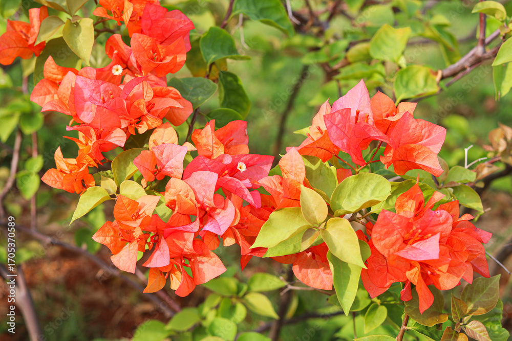 Obraz premium Beautiful orange bougainvillea blooms with fresh green leaves, showcasing rich tropical color and natural beauty under the sun.