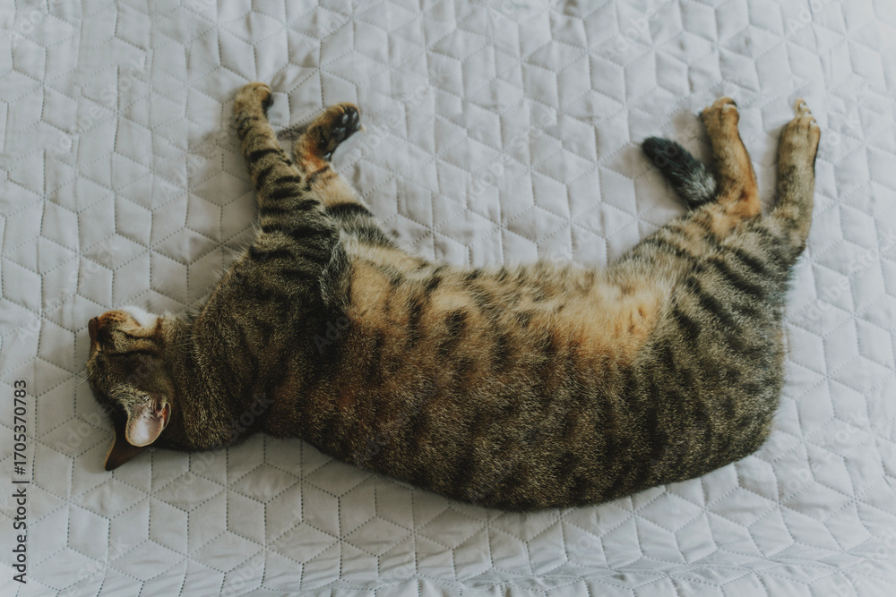 Naklejka premium Portrait of cute sleeping grey tabby cat on grey blanket on bed, shot from above