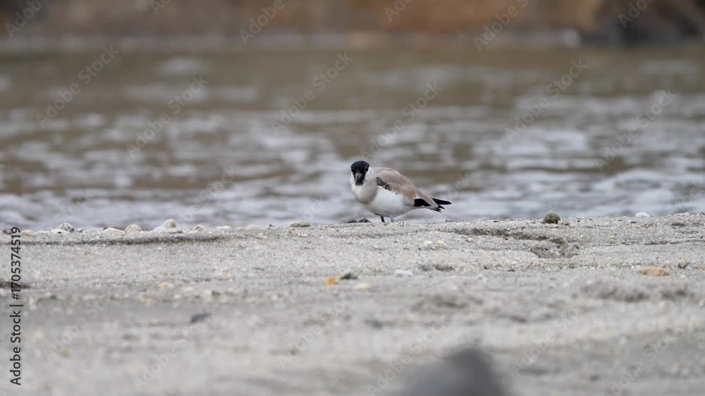 River Lapwing (Vanellus duvaucelii) sitting calmly on a sandy riverbank in its natural habitat. River Lapwing (Vanellus duvaucelii) sitting calmly on a sandy riverbank in its natural habitat.