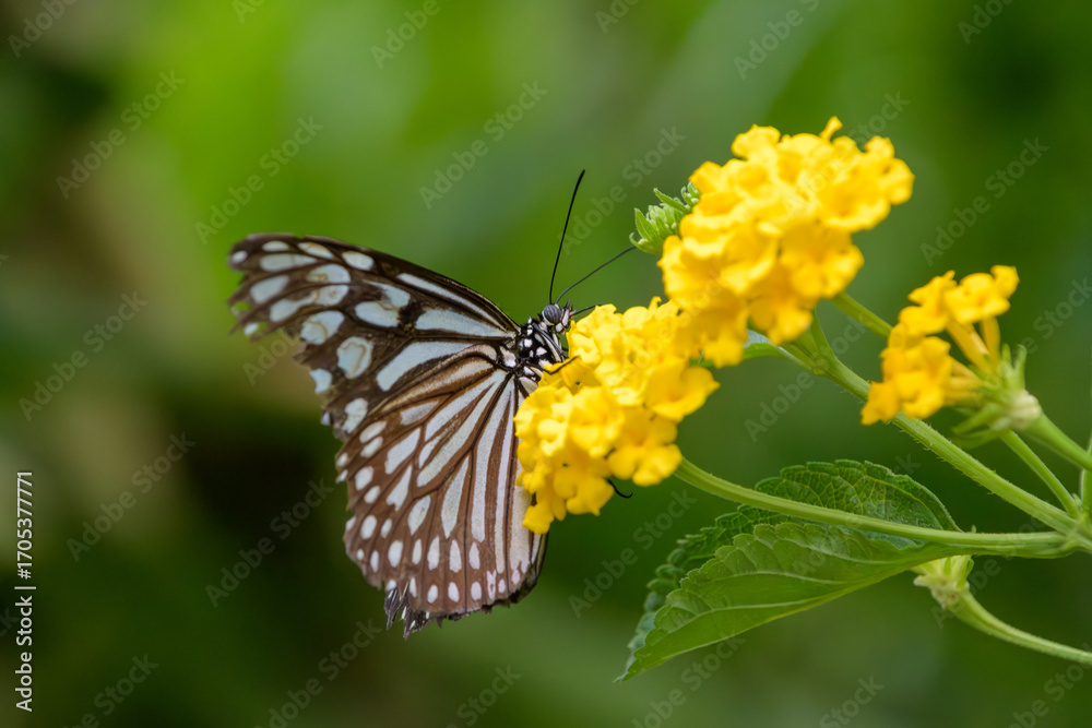 Fototapeta premium 黄色いランタナの花にとまるリュウキュウアサギマダラの蝶