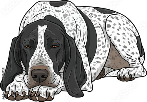 Braque d’Auvergne dog relaxed lying down vector illustration