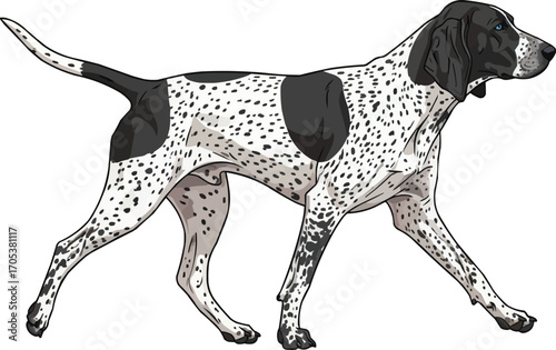 Braque d’Auvergne dog walking side view vector illustration