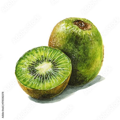 Kiwi, watercolor illustration vector, isolated on a white background.