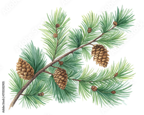 Watercolor pine branches with cones vector illustration 