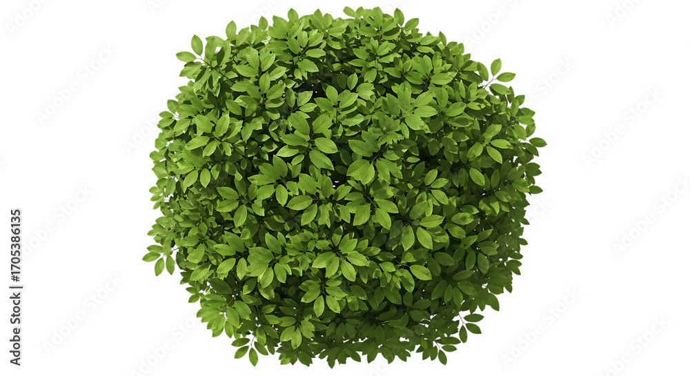 Obraz premium Top view of a green bush isolated on transparent background
