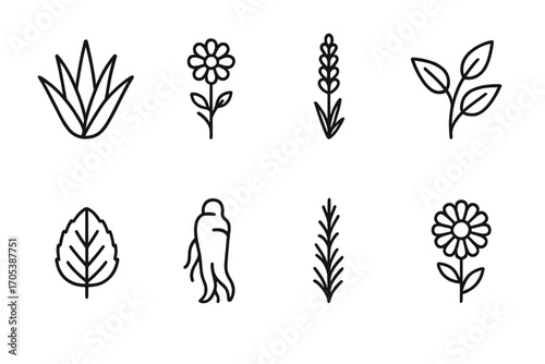 Healing Plants Icons. Outline icon set of healing plants and herbs: aloe vera, chamomile, lavender, eucalyptus, mint leaf, ginseng