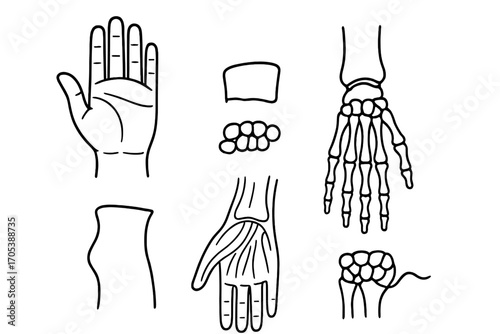 Anatomical Hand Doodle. Hand-drawn doodle illustration hand and wrist hand icon, wrist joint, palm lines, fingers, thumb, carpal