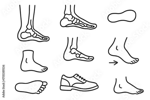 Foot Anatomy Doodles. Hand-drawn doodle illustration ankle and foot tibia, fibula, talus, foot bones, arch icon, heel, toes,