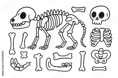 Cartoon Animal Skeleton. Hand-drawn doodle illustration animal skeleton skull, ribs, spine, pelvis, femur, scapula, jawbone,