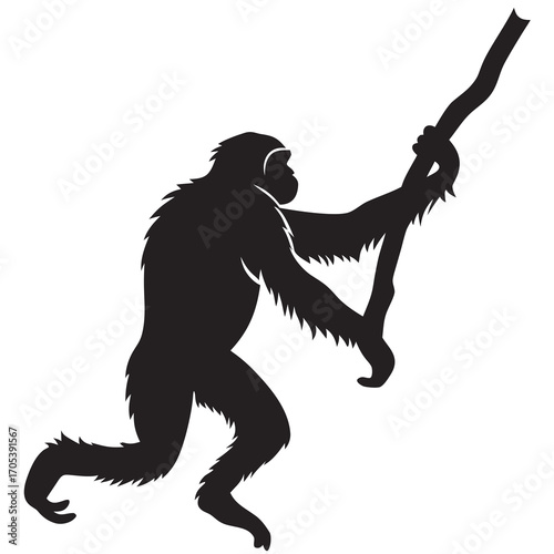 monkey vector