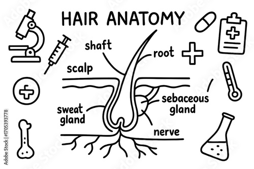Hair Anatomy Doodles. Hand-drawn doodle illustration hair anatomy hair strand, hair follicle, scalp, sebaceous gland, sweat gland,