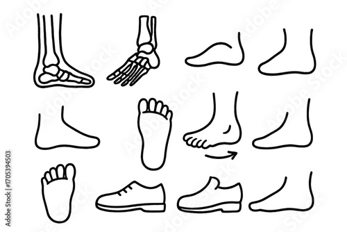 Foot Anatomy Doodles. Hand-drawn doodle illustration ankle and foot tibia, fibula, talus, foot bones, arch icon, heel, toes,