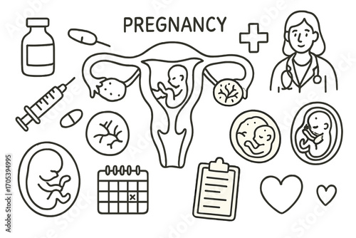 Pregnancy Anatomy Doodles. Hand-drawn doodle illustration uterus pregnancy uterus, embryo, placenta, fetus, amniotic sac, ovaries,