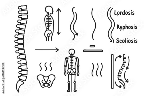 Spinal Alignment Doodle. Hand-drawn doodle illustration spinal alignment vertebrae, posture icon, spinal curve, lordosis, kyphosis