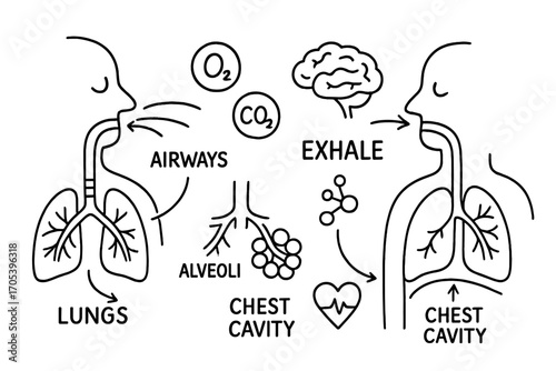 Breathing Process Diagram. Hand-drawn doodle illustration Breathing process inhale, exhale, lungs, diaphragm, nose, mouth, oxygen