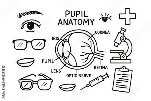 Eye Anatomy Doodle. Hand-drawn doodle illustration pupil anatomy pupil, iris, cornea, lens, retina, eye, optic nerve, eyebrow,