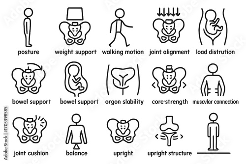 Pelvic Function Icons. Hand-drawn doodle illustration pelvis function posture icon, weight support, walking motion, joint