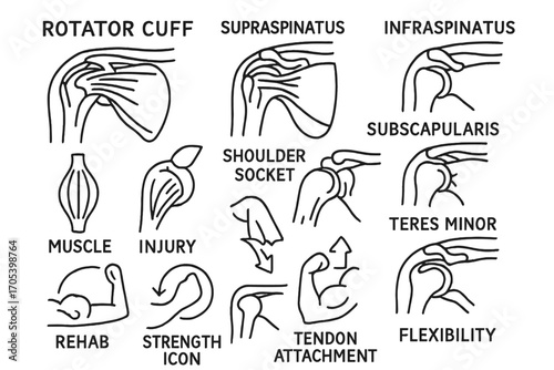 Shoulder Muscle Diagram. Hand-drawn doodle illustration rotator cuff rotator cuff, supraspinatus, infraspinatus, subscapularis,