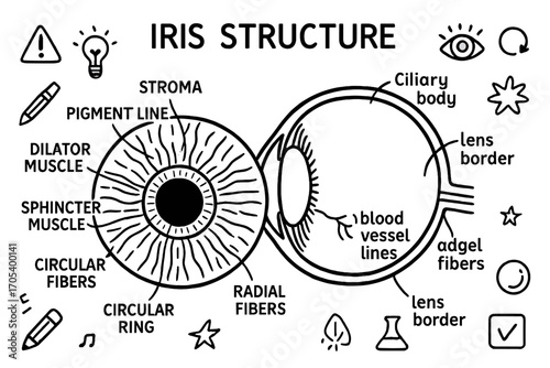 Iris Anatomy Illustration. Hand-drawn doodle illustration iris structure iris, stroma, pigment lines, sphincter muscle, dilator