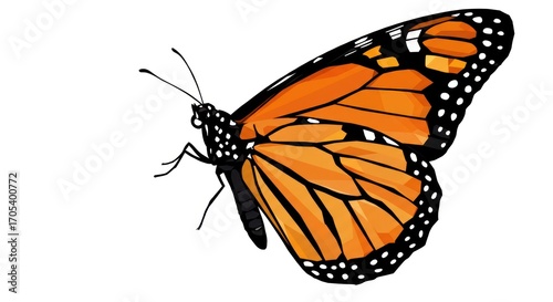 Colorful Monarch butterfly with orange wings isolated on white backdrop.