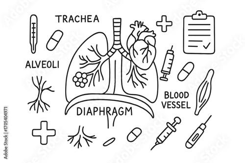 Respiratory System Doodle. Hand-drawn doodle illustration diaphragm respiratory system diaphragm, lungs, rib cage, trachea,