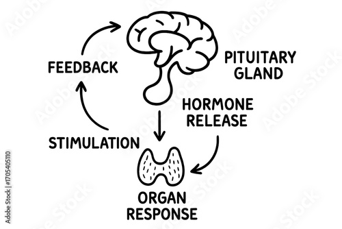 Endocrine Feedback Doodle. Hand-drawn doodle illustration pituitary control loop gland icon, brain center, feedback arrows,