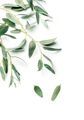 Eucalyptus plant leaves. Fresh Eucalyptus close up, isolated on white background, top view. Essential oil, aromatherapy. Medical plant. flat lay, border design, vertical image 