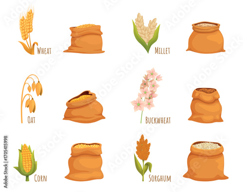 Cartoon bags with various cereals. Plants of wheat, buckwheat, sorghum, oat millet and corn. Isolated textile bag with harvest, sapid vector set