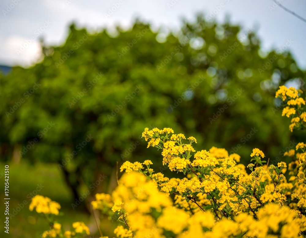 Fototapeta premium Yellow flowers in a garden setting. Blurry trees in background