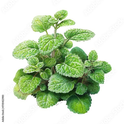 Horehound, watercolor illustration vector, isolated on a white background.